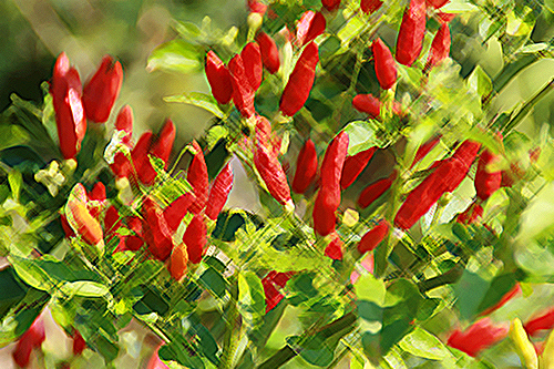 The Pepper Plant: Uncover the Astonishing Health Benefits