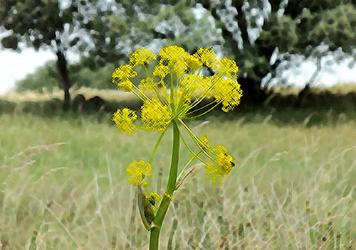 Discover Asafoetida Plant Health Benefits