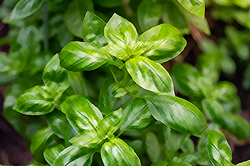 Basil’s Amazing Health Benefits
