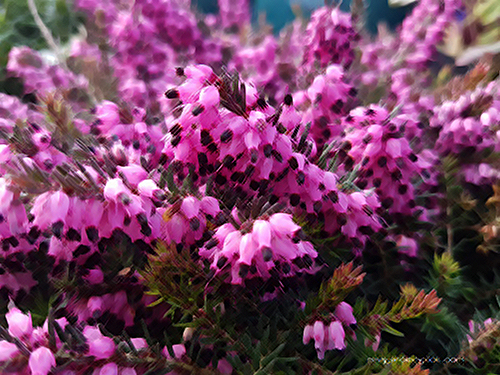 Heather Plant Health Benefits