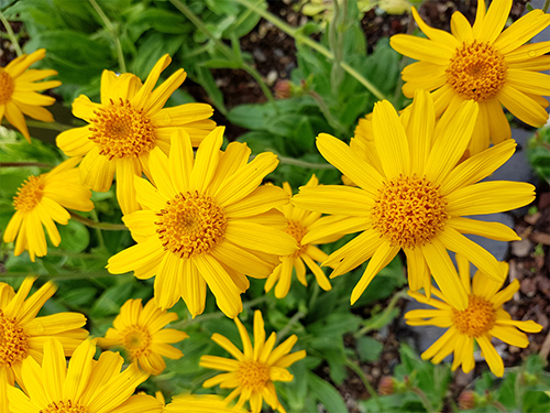 Arnica Plant Health Benefits