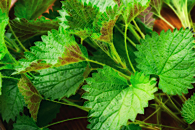 Powerful Herbs for the Gallbladder and Liver