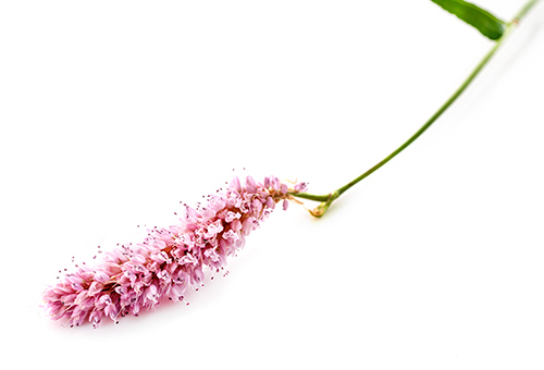 bistort plant flower