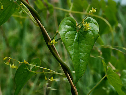 Black Briony Plant: Unleash the Powerhouse for Natural Wellness