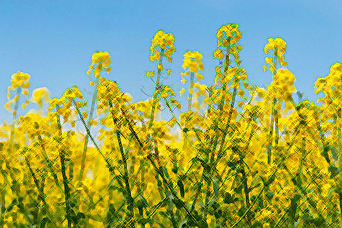 Black Mustard Plant Benefits