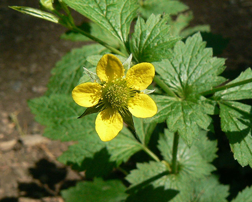 blessed herb flower and leaves