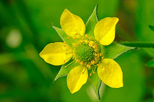 The Blessed Herb Plant: Discover the Surprising Health Benefits