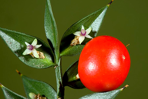 Harness the Strength of Butcher’s Broom