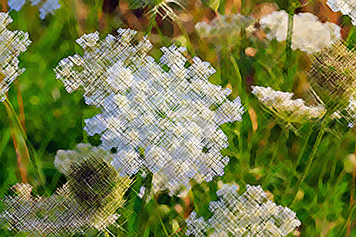 Caraway Plant Health Benefits