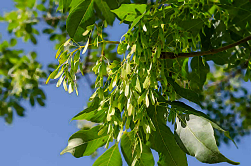 Bird’s Tongue Plant Health Benefits