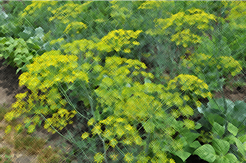 Amazing Dill Health Benefits