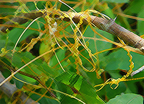 Dodder Plant Health Benefits