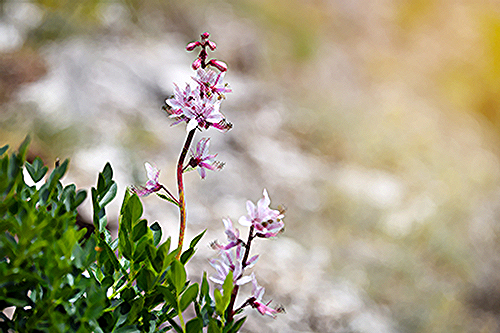 The Amazing Healing Power of the Fraxinella Plant