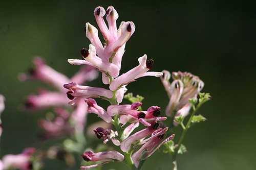 The Fumitory Plant: Discover the hidden health powers