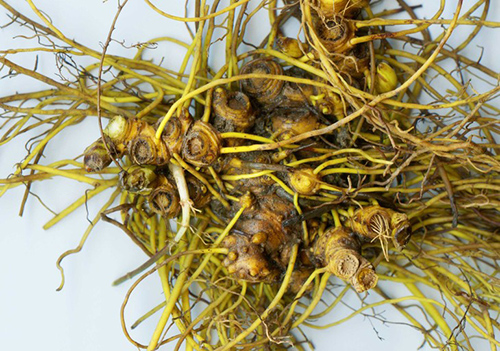 The Goldenseal Plant Revealed: Uncover the Truth