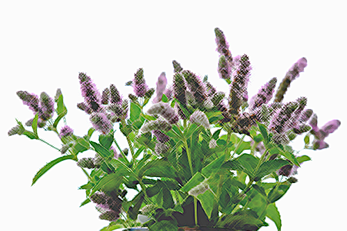 Surprise! Catnip isn’t just for cats: Unlock its Human Health benefits