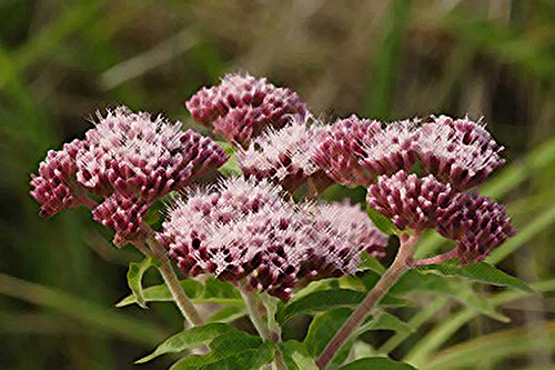 The Hemp Agrimony Plant: Discover the Astonishing Health Benefits