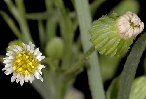 The Humble Horseweed Plant: Nature’s Secret Healer