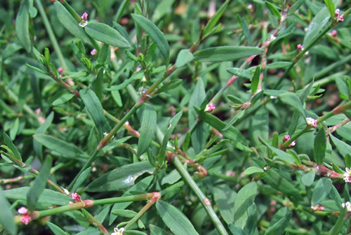 Knotweed Plant: Unlocking Nature’s Hidden Health Benefits