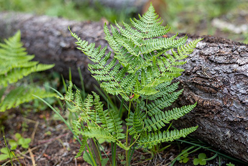 The Female Fern Plant: Your ultimate resource for natural wellness