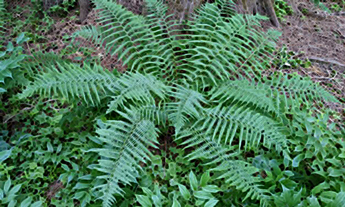 Male Fern Plant Health Benefits