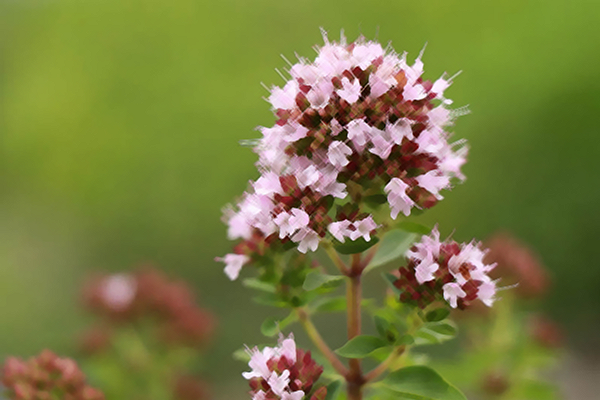 Marjoram: The Herb with Remarkable Health Benefits