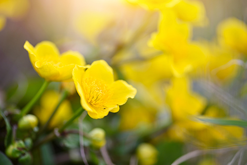 Cowslip Plant Essential Benefits Revealed