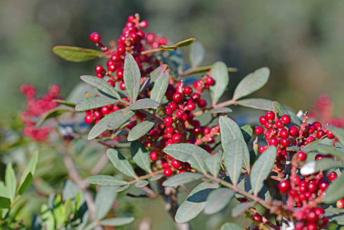 Amazing Mastic Tree Pros and Cons