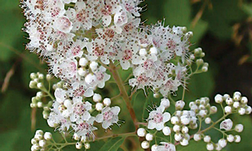 Meadowsweet Plant Health Benefits