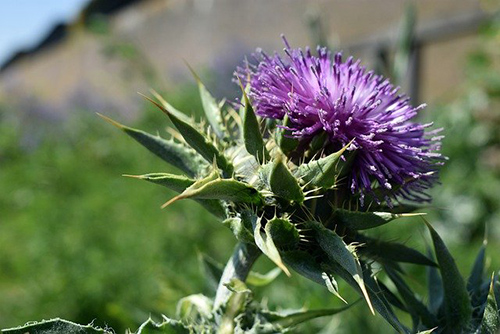 Protect Your Liver: Milk Thistle Plant Benefits Revealed