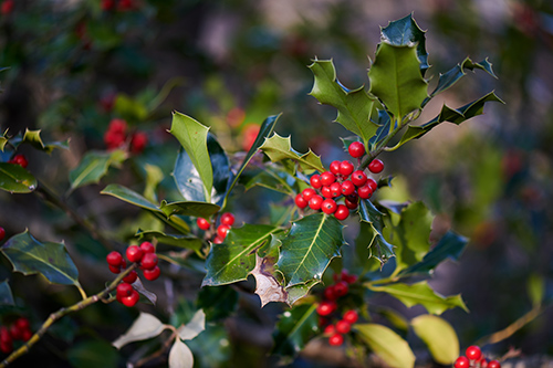 Mountain Holly Plant Health Benefits
