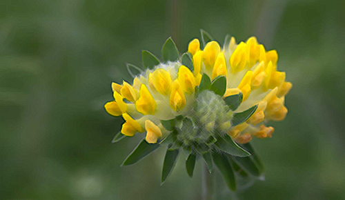 Kidney Vetch Health Benefits