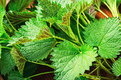 Nettle one of the best herbs for the gallbladder and liver