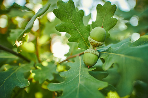 The Mighty Oak Tree: Boost Your Health