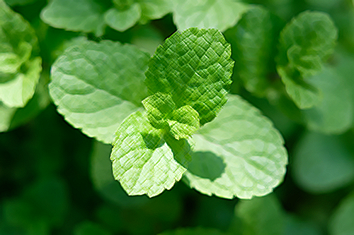 Peppermint Plant Health Benefits