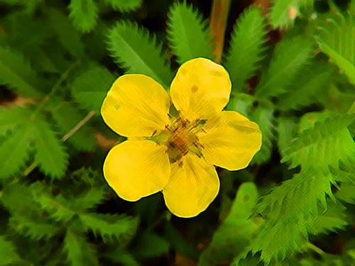 Explore Silverweed: An Ancient Herb with Modern Health Benefits