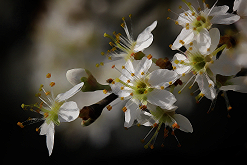 Boost your health with Prunus spinosa