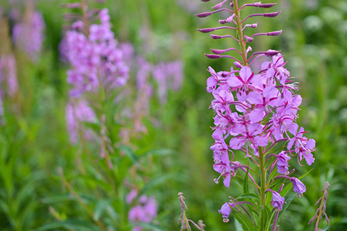 Rosebay Willowherb: Could This Amazing Plant Be Your Health Breakthrough