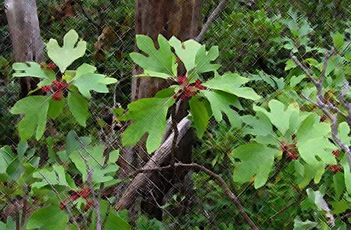The Sassafras Tree Health Benefits