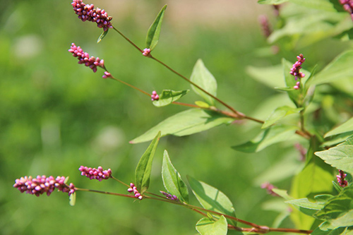 Smartweed Health Benefits