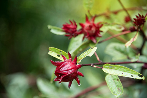 Sorrel: The Secret Superfood You Need