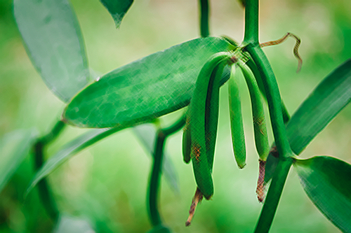 Vanilla Plant: Beyond Flavor, Discover its Extraordinary Health Benefits