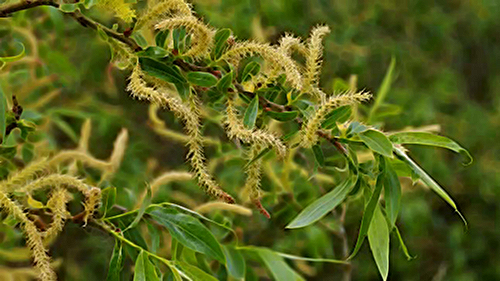 White Willow Tree Health Benefits