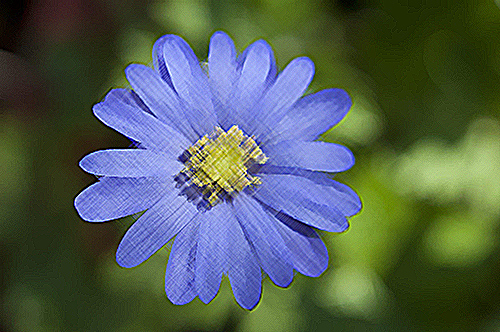 Windflower Plant Health Benefits