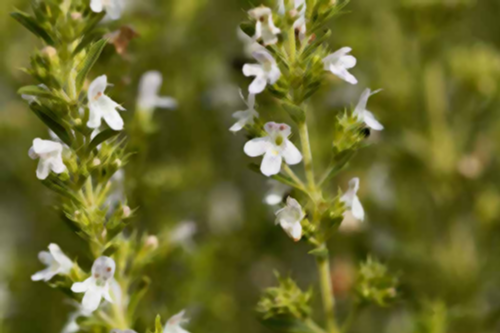 Fantastic Herbs For The Digestive System