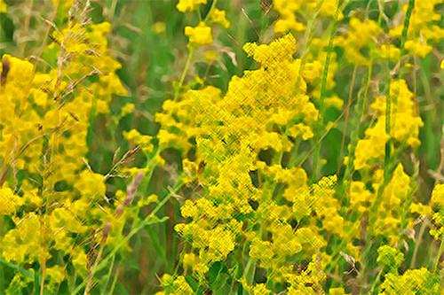 Yellow Bedstraw Benefits Unveiled