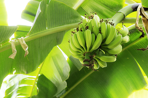 Benefits of Eating Bananas: Extremely Rich in Potassium