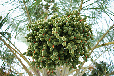 cluster green unripe dates on the date palm tree