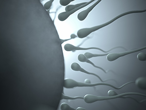 image of sperm fertilizing egg