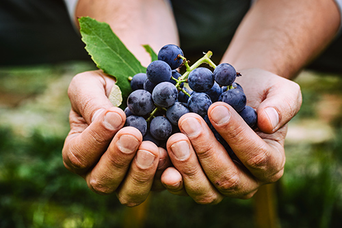 Health Benefits of Grapes: Improves Blood Flow and Strengthens the Heart